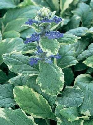 Ajuga reptans Silver Queen